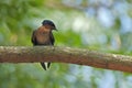 Pacific swallow perching on the branch Royalty Free Stock Photo