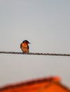 pacific swallow on a rope