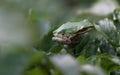 Pacific Tree Frog - 1 Royalty Free Stock Photo
