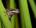 Pacific Tree Frog Royalty Free Stock Photo