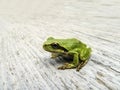 Pacific Tree Frog Royalty Free Stock Photo