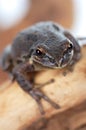 Pacific tree frog Royalty Free Stock Photo