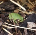 Pacific Tree Frog