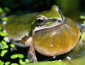 Pacific Tree Frog Calling Royalty Free Stock Photo