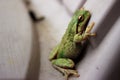 Pacific Tree Frog