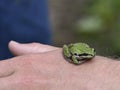 Pacific or Chorus Tree Frog, Pseudacris regilla