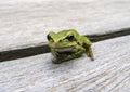 Pacific tree frog Pseudacris regilla Royalty Free Stock Photo