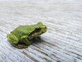 Pacific tree frog Pseudacris regilla Royalty Free Stock Photo