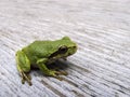 Pacific tree frog Pseudacris regilla Royalty Free Stock Photo