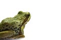 Pacific Tree Frog Sitting 2 Royalty Free Stock Photo