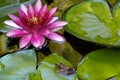 Pacific Tree Frog Sitting on Water Lily Pad Royalty Free Stock Photo