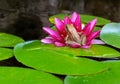 Pacific Tree Frog on Water Lily Flower in pond closeup