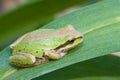 Pacific treefrog