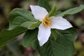 Pacific Trillium - Trillium ovatum Royalty Free Stock Photo