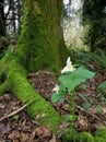 Pacific Trillium Under a Tree Royalty Free Stock Photo