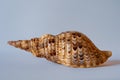 Pacific Triton. Charonia Tritonis L. Triton Trumpet Shell Royalty Free Stock Photo