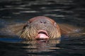 Pacific Walrus (Odobenus rosmarus divergens) Royalty Free Stock Photo
