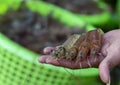 Pacific White shrimps