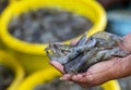 Pacific White shrimps