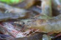 Pacific White shrimps