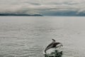 Pacific White Sided Dolphin