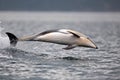 Pacific white-sided dolphin leaping