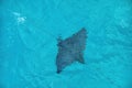 Pacific white-spotted eagle ray swimming under water Royalty Free Stock Photo
