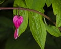 Pacific or Wild Bleeding Heart, Dicentra Formosa, flower on stem with bokeh background, macro, selective focus