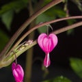 Pacific or Wild Bleeding Heart, Dicentra Formosa, flower on stem with bokeh background, macro