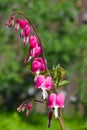 Pacific or Wild Bleeding Heart, Dicentra Formosa, flowers on stem with bokeh background, macro, selective focus