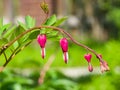 Pacific or Wild Bleeding Heart, Dicentra Formosa, flowers on stem with bokeh background, macro, selective focus