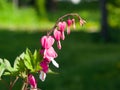 Pacific or Wild Bleeding Heart, Dicentra Formosa, flowers on stem with bokeh background, macro, selective focus