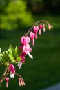 Pacific or Wild Bleeding Heart, Dicentra Formosa, flowers on stem with bokeh background, macro, selective focus