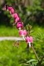 Pacific or Wild Bleeding Heart, Dicentra Formosa, flowers on stem with bokeh background, macro, selective focus