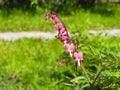 Pacific or Wild Bleeding Heart, Dicentra Formosa, flowers on stem with bokeh background, macro, selective focus