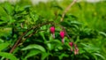 Pacific or Wild Bleeding Heart, Dicentra Formosa, flowers on stem with bokeh background, macro, selective focus