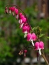 Pacific or Wild Bleeding Heart, Dicentra Formosa, flowers on stem with bokeh background, macro, selective focus