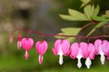 Pacific or Wild Bleeding Heart, Dicentra Formosa, flowers on stem with bokeh background, macro, selective focus, shallow DOF