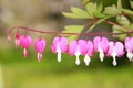 Pacific or Wild Bleeding Heart, Dicentra Formosa, flowers on stem with bokeh background, macro, selective focus, shallow DOF