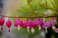 Pacific or Wild Bleeding Heart, Dicentra Formosa, flowers on stem with bokeh background, macro, selective focus, shallow DOF