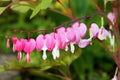 Pacific or Wild Bleeding Heart, Dicentra Formosa, flowers on stem with bokeh background, macro, selective focus, shallow DOF