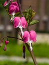Pacific or Wild Bleeding Heart, Dicentra Formosa, flowers on stem with bokeh background, macro, selective focus