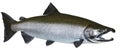 Pacific Wild Salmon Royalty Free Stock Photo