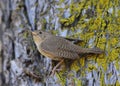 Pacific Wren Bird on a Tree Royalty Free Stock Photo