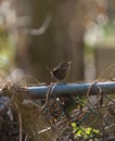 Pacific wren resting in marsh Royalty Free Stock Photo