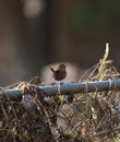 Pacific wren resting in marsh Royalty Free Stock Photo