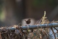 Pacific wren resting in marsh Royalty Free Stock Photo