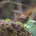 Pacific Wren, Troglodytes pacificus