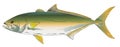 Pacific Yellowtail