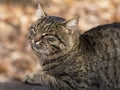 Pacified dreamy cat of tiger coloring Royalty Free Stock Photo